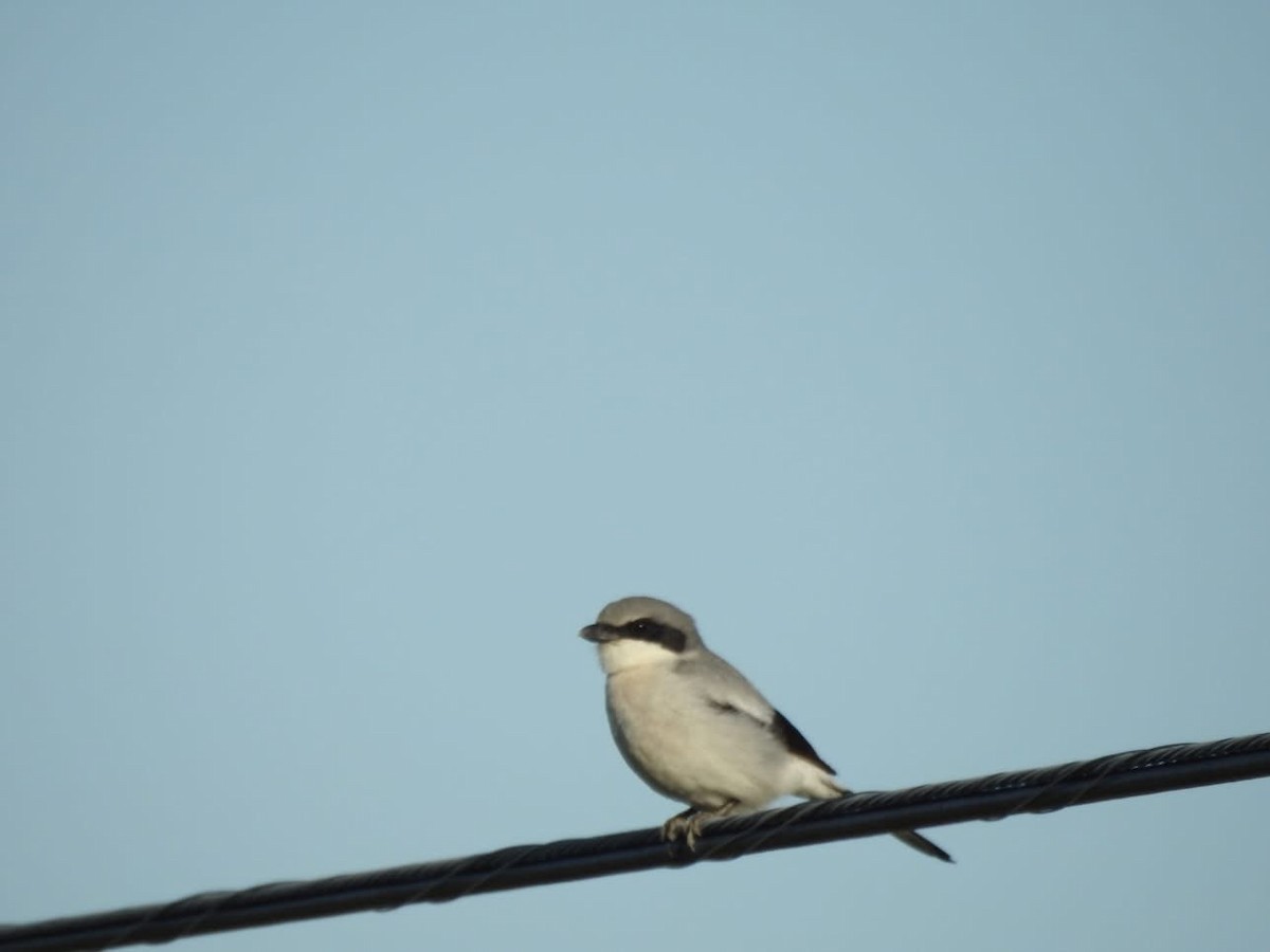 Loggerhead Shrike - ML635644978