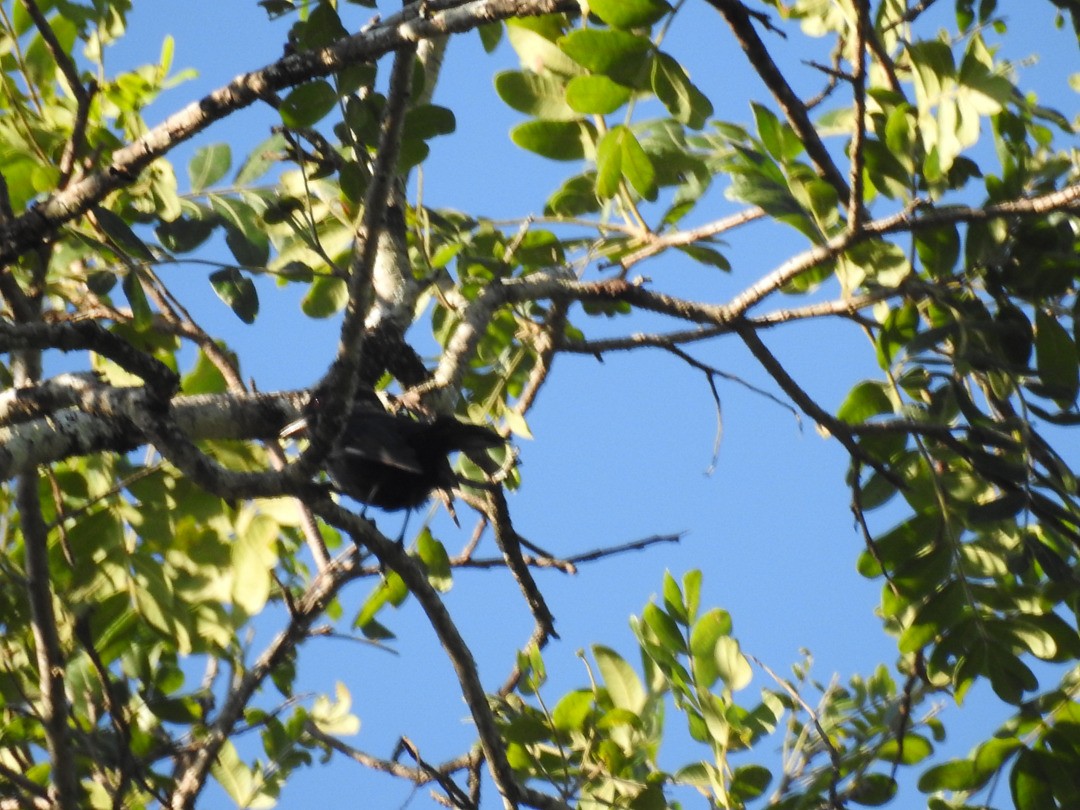 Caatinga Black-Tyrant - ML635644991