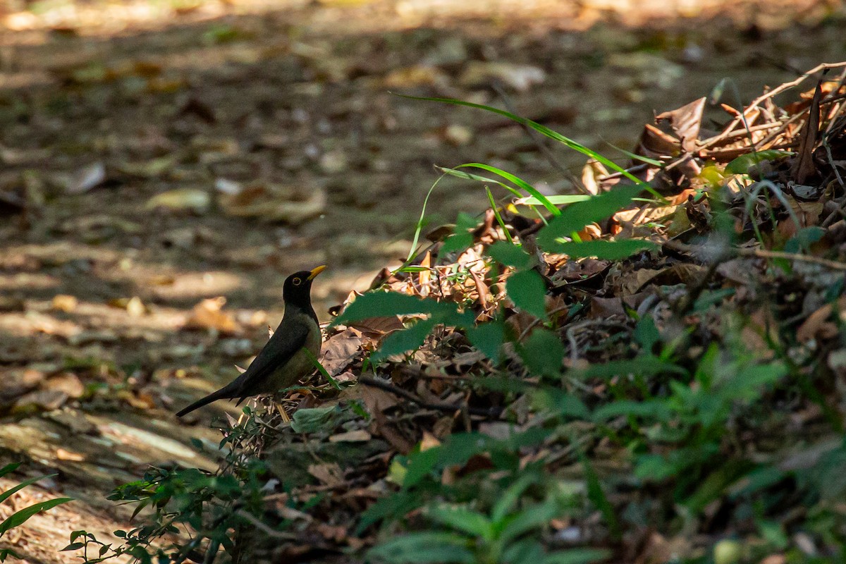 Black-hooded Thrush - ML635645028