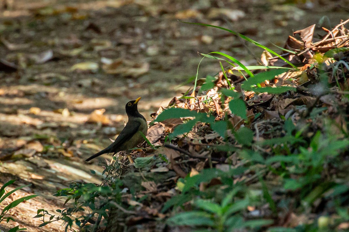Black-hooded Thrush - ML635645029