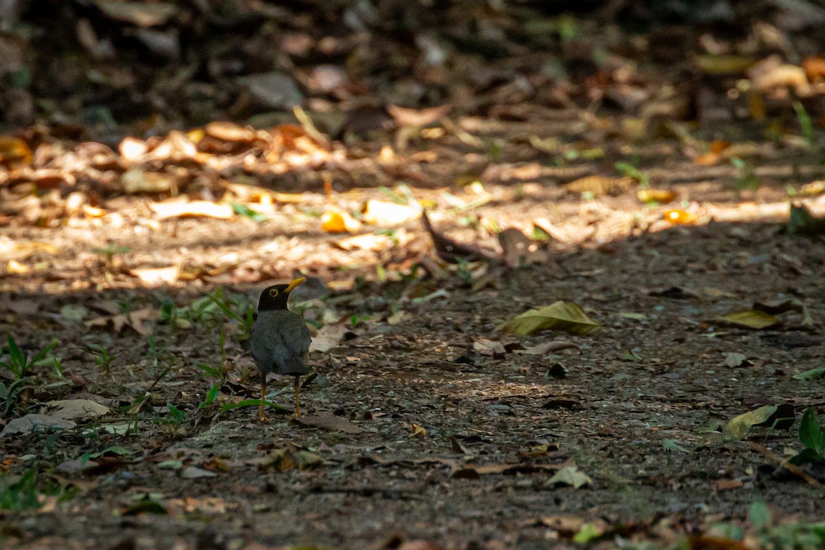 Black-hooded Thrush - ML635645030