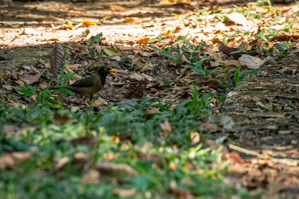 Black-hooded Thrush - ML635645031