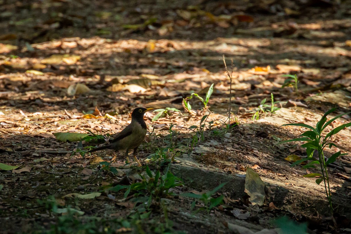 Black-hooded Thrush - ML635645032