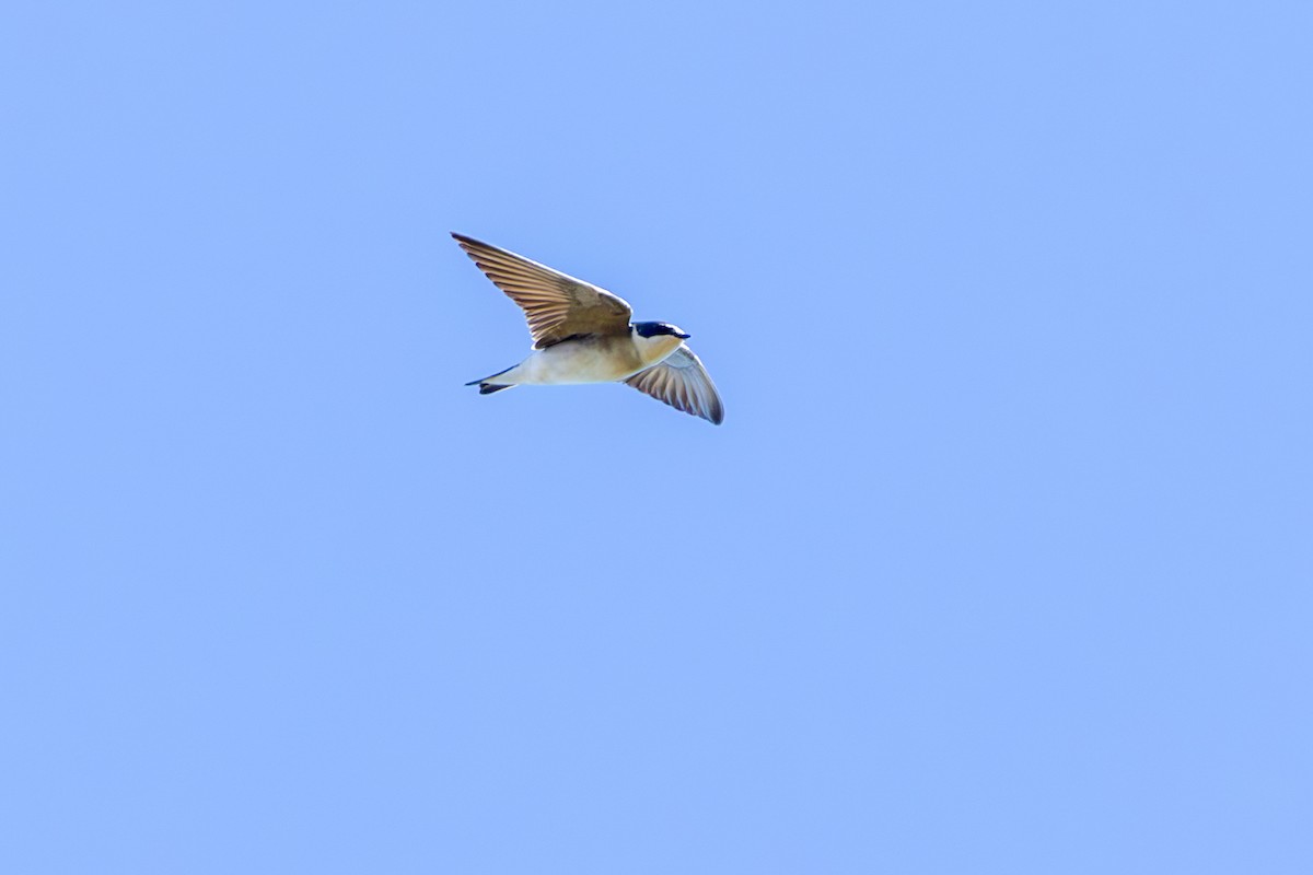 White-rumped Swallow - ML635645050