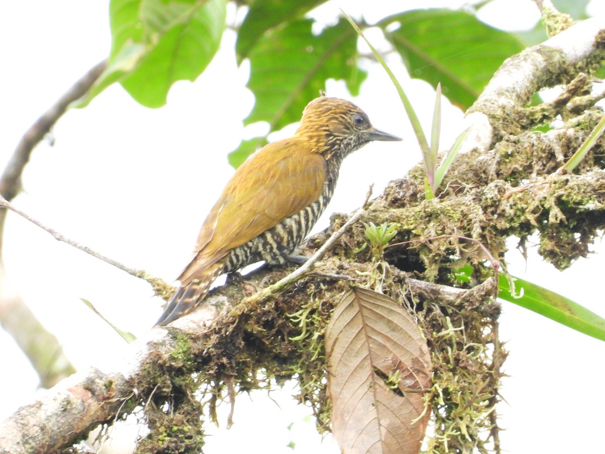 Choco Woodpecker - ML635645086