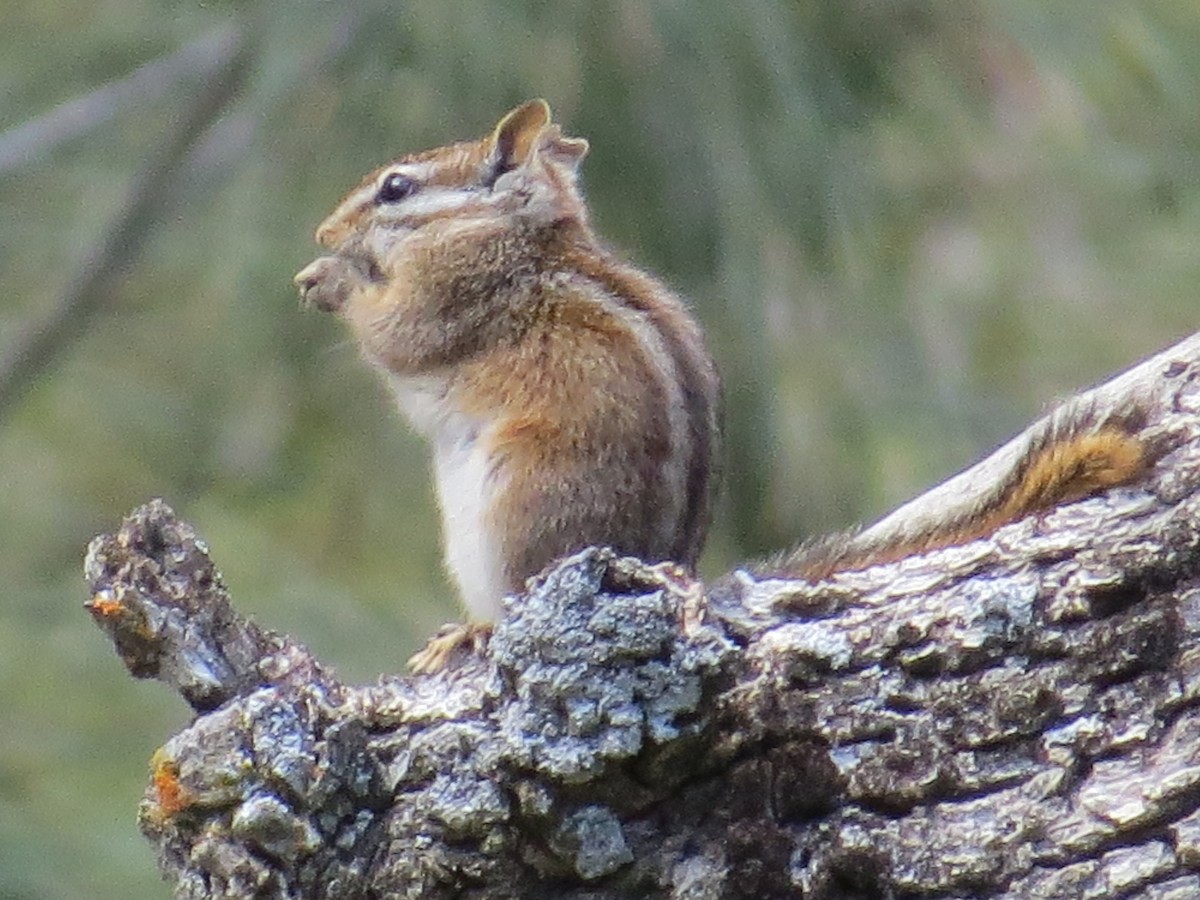 Merriam's Chipmunk - ML635645123