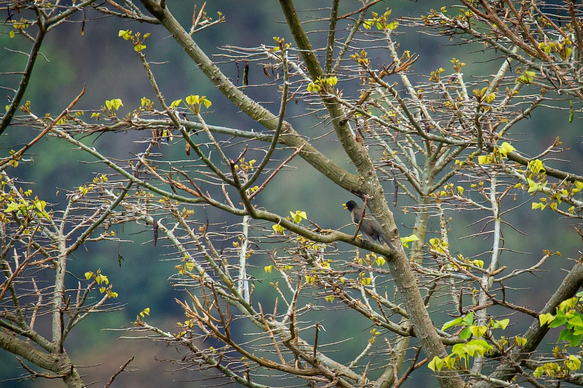 Black-hooded Thrush - ML635645188
