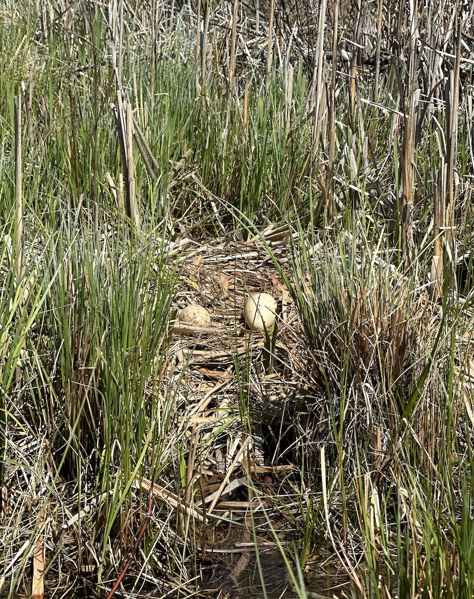 Sandhill Crane - ML635645244