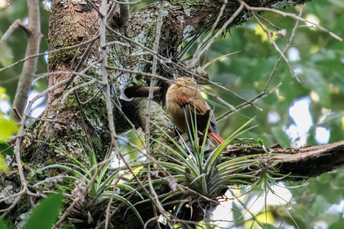 Olive Spinetail - ML635645277