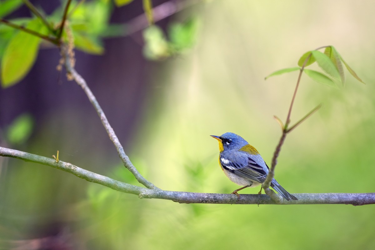 Northern Parula - ML635645393