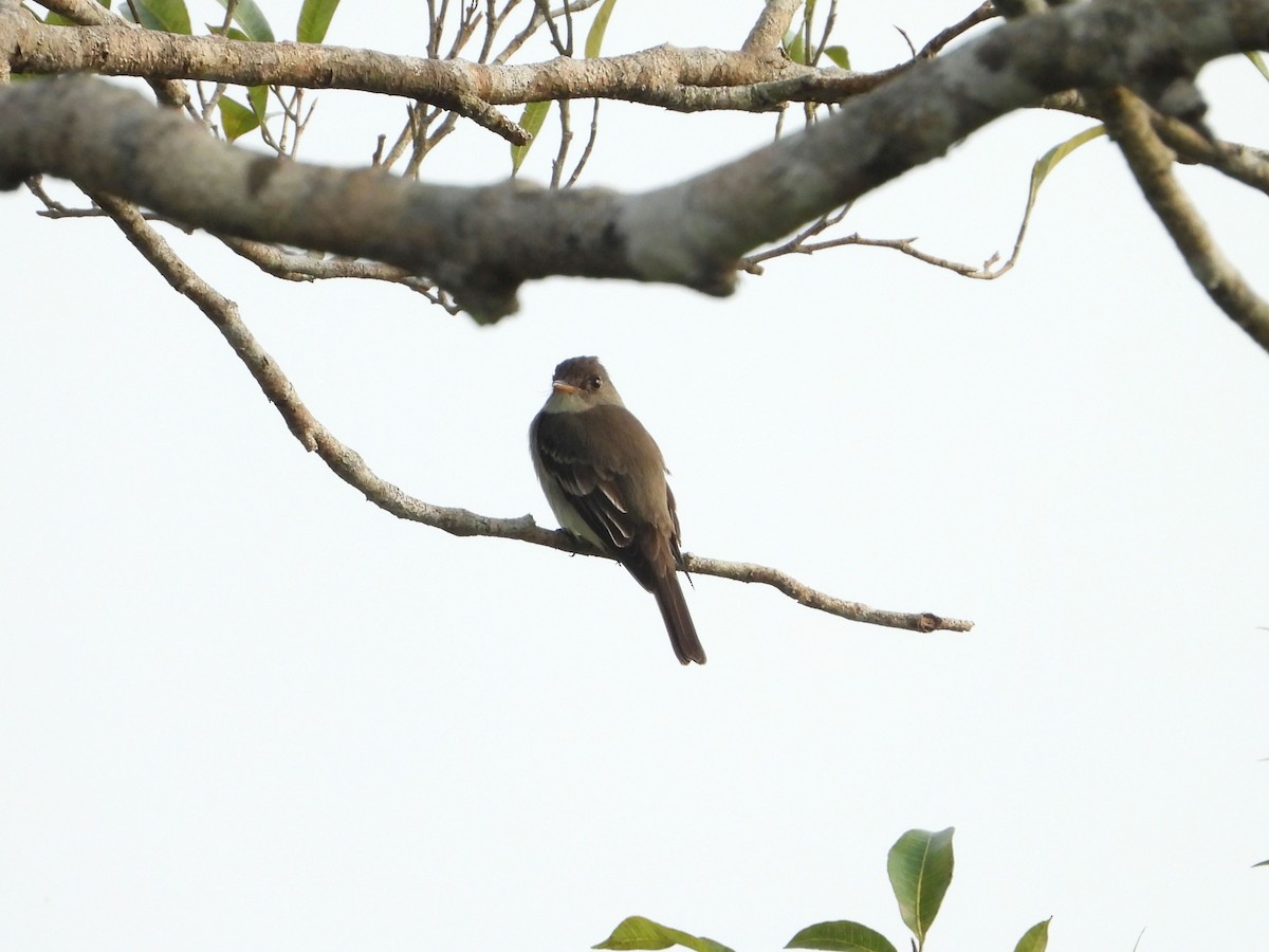 Northern Tropical Pewee - ML635645409