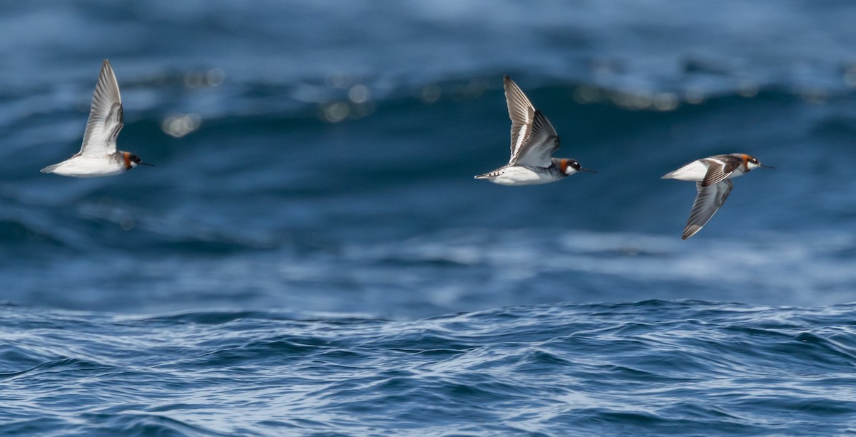 Red-necked Phalarope - ML635645435