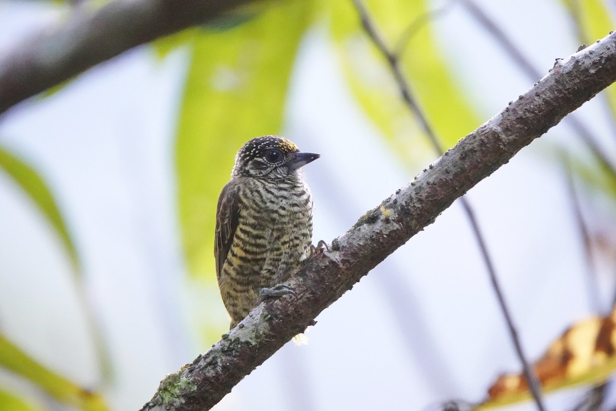 Lafresnaye's Piculet - ML635645437