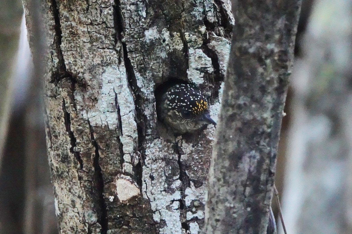 Lafresnaye's Piculet - ML635645440