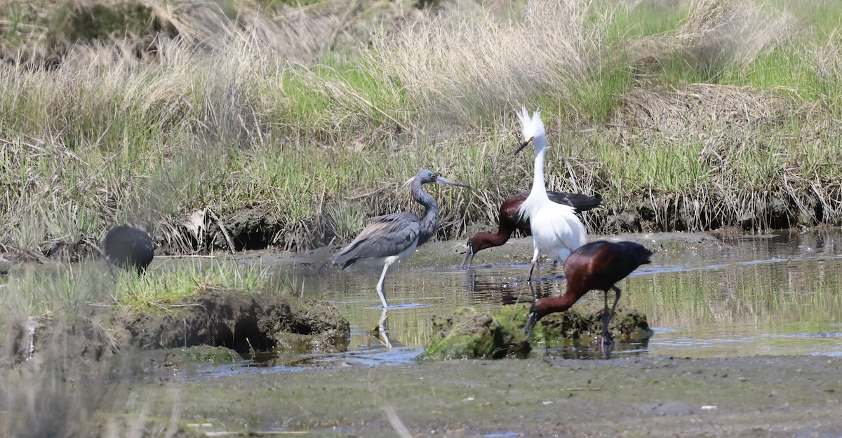 volavka tříbarvá - ML635645458