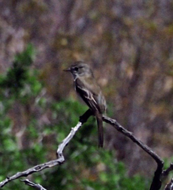 Buschland-Schnäppertyrann - ML635645482