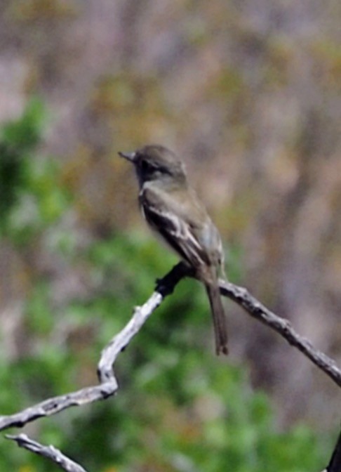 Buschland-Schnäppertyrann - ML635645484