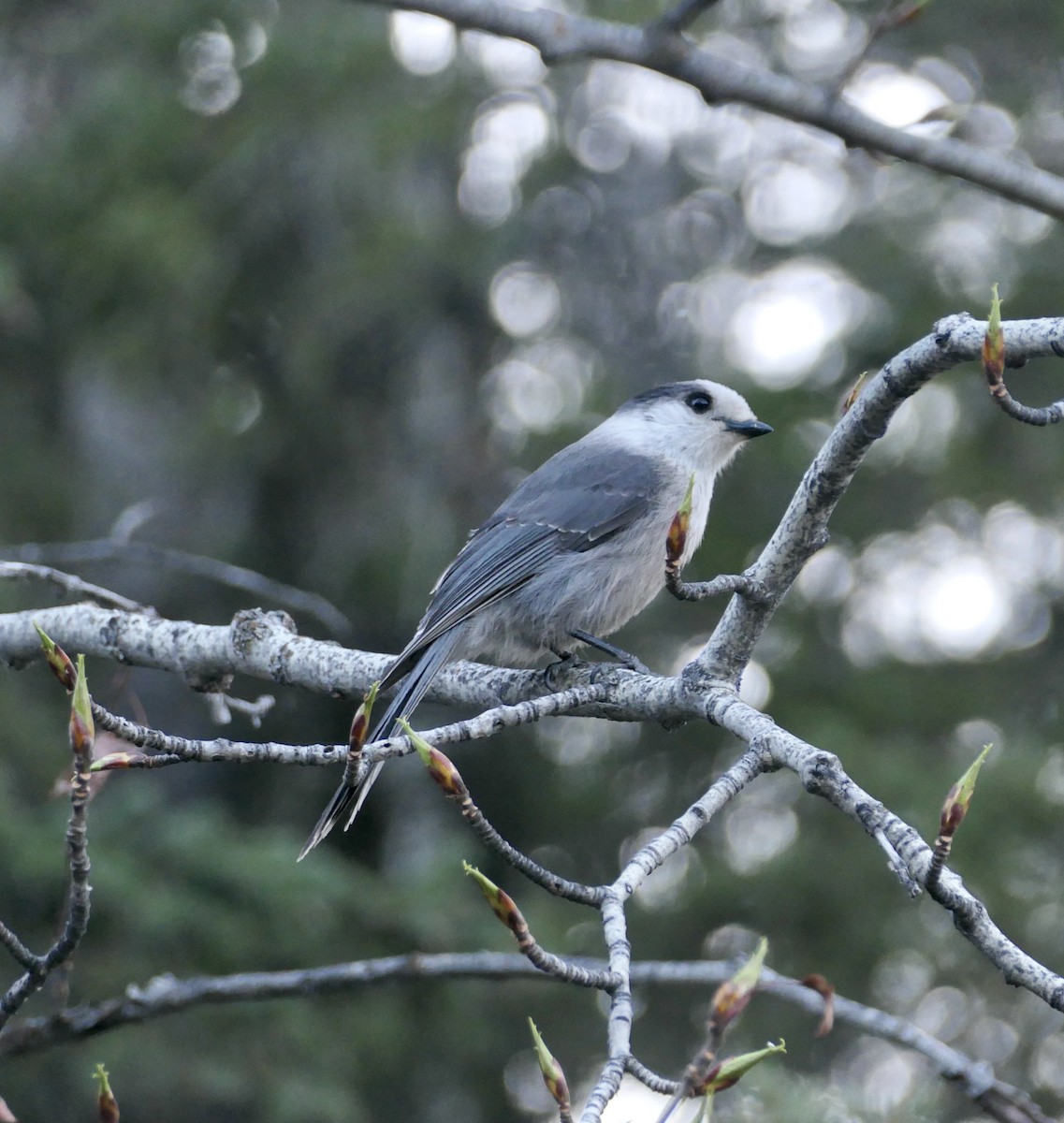 Canada Jay - ML635645487