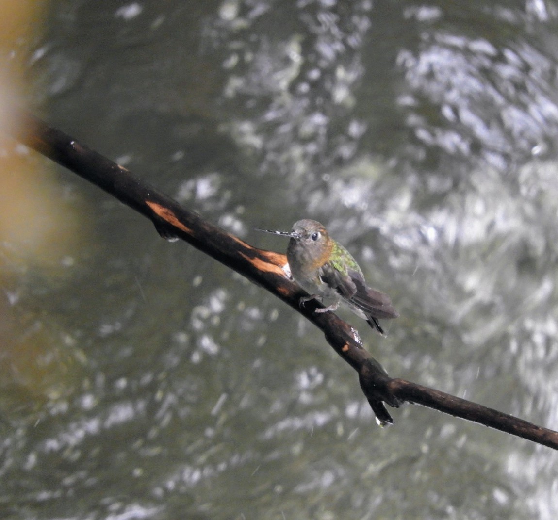 Green-fronted Lancebill - ML635645497