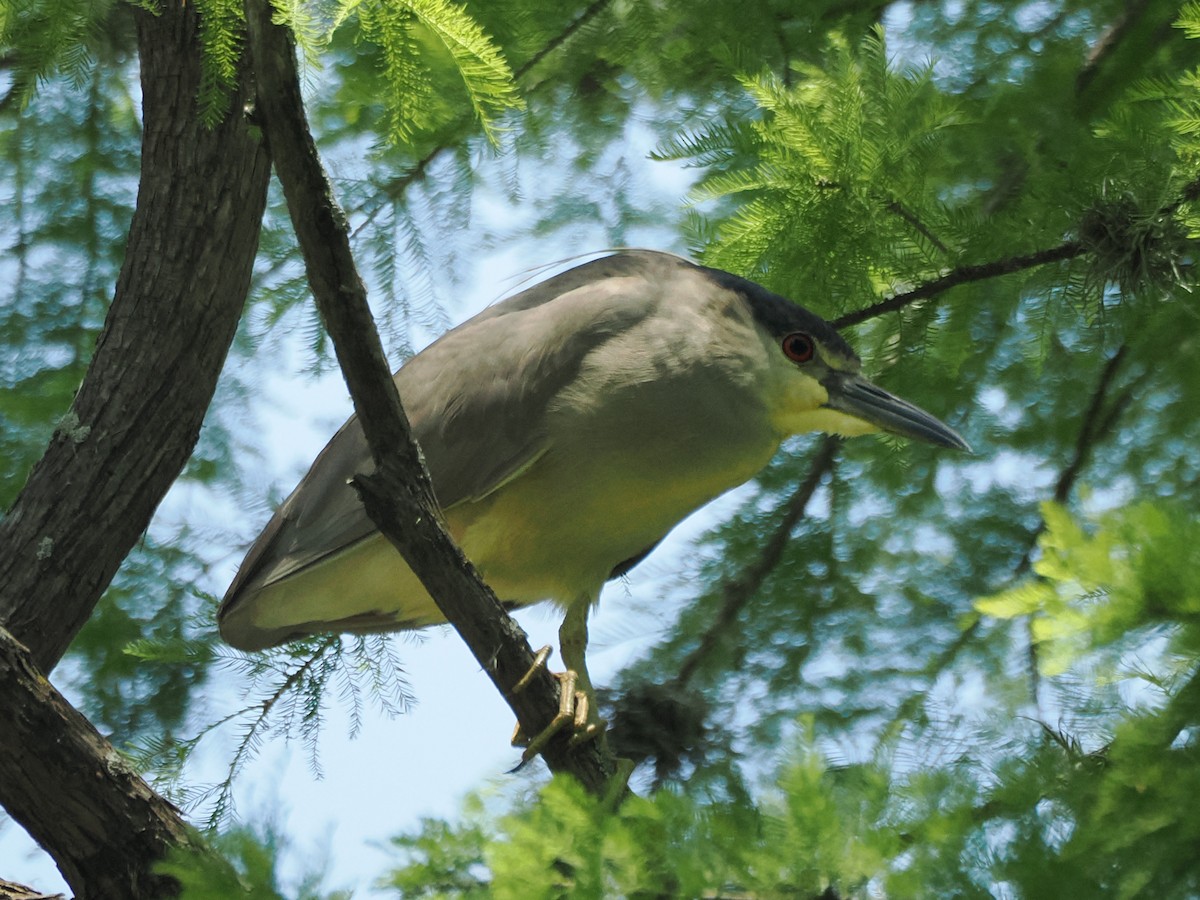 ゴイサギ - ML635645503