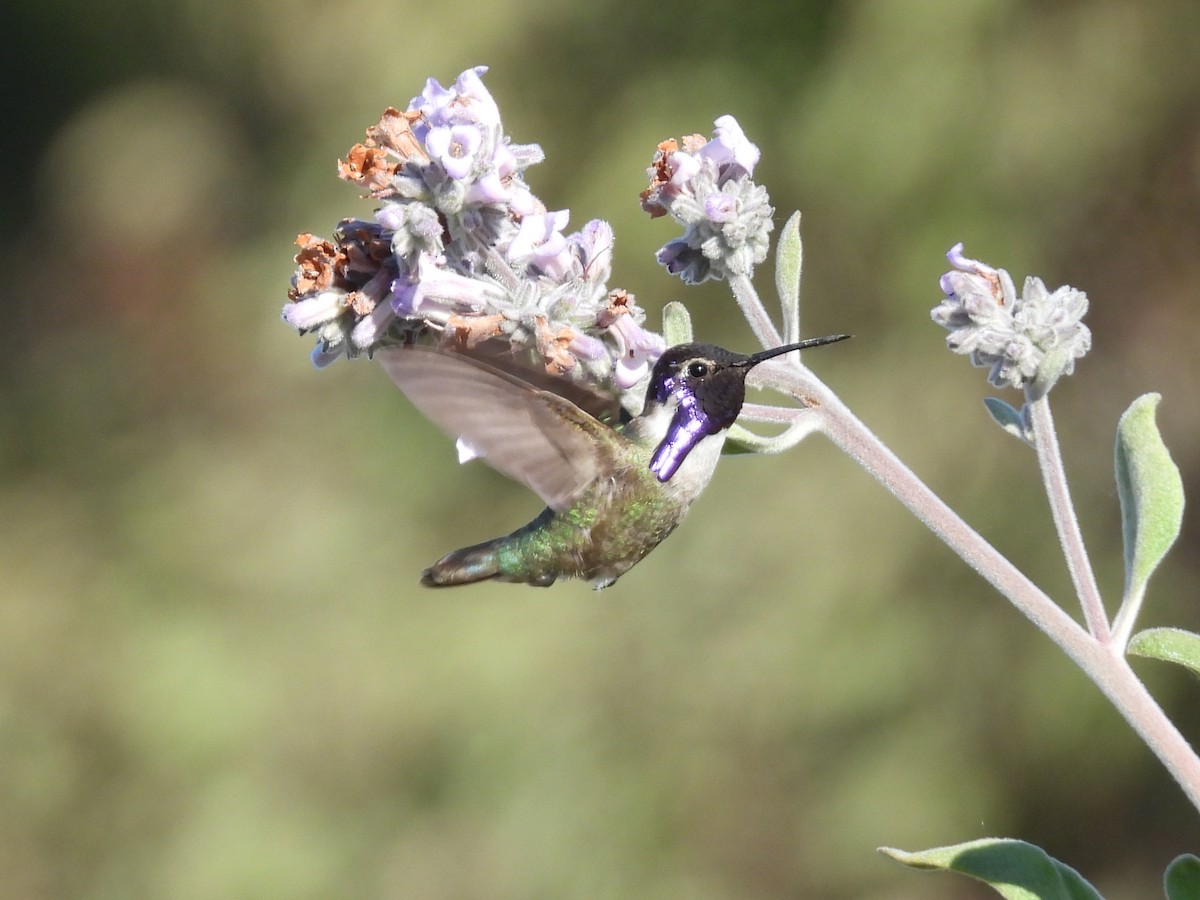 Costa's Hummingbird - ML635645505