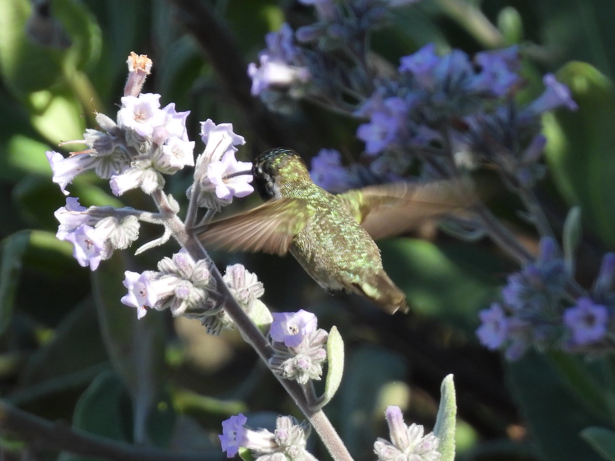 Costa's Hummingbird - ML635645506