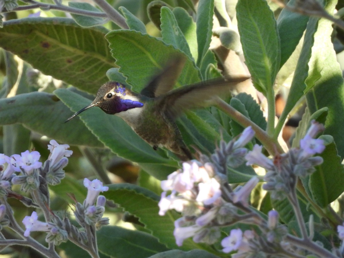 Costa's Hummingbird - ML635645507