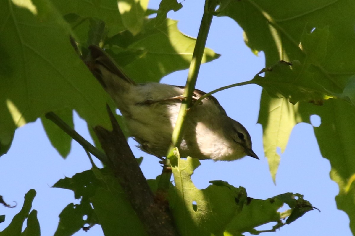 Tennessee Warbler - ML635645553