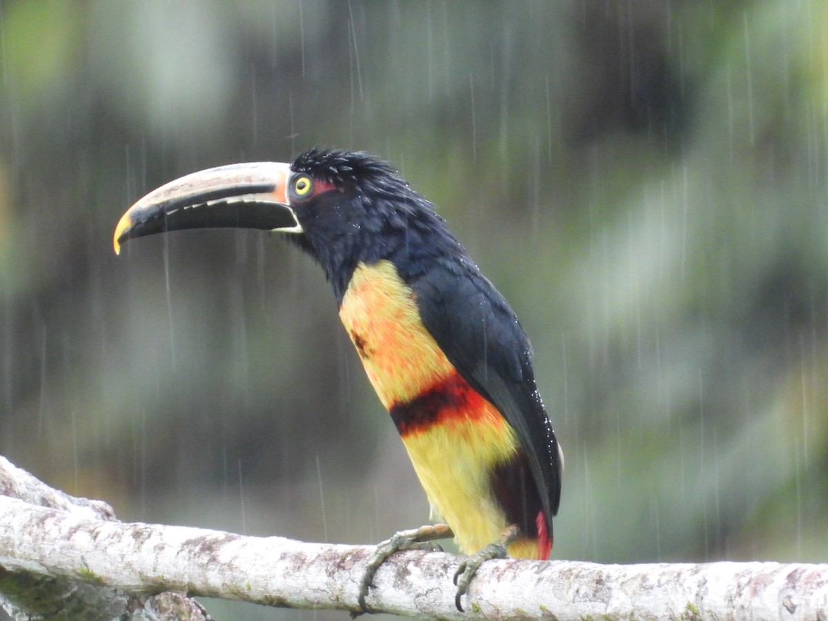 Pale-mandibled Aracari - ML635645554