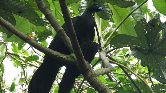 Küpeli Guan - ML635645573