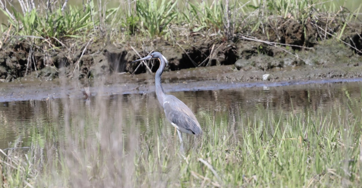 volavka tříbarvá - ML635645583