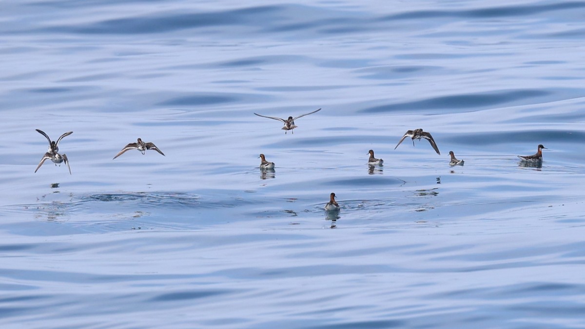 Red-necked Phalarope - ML635645609