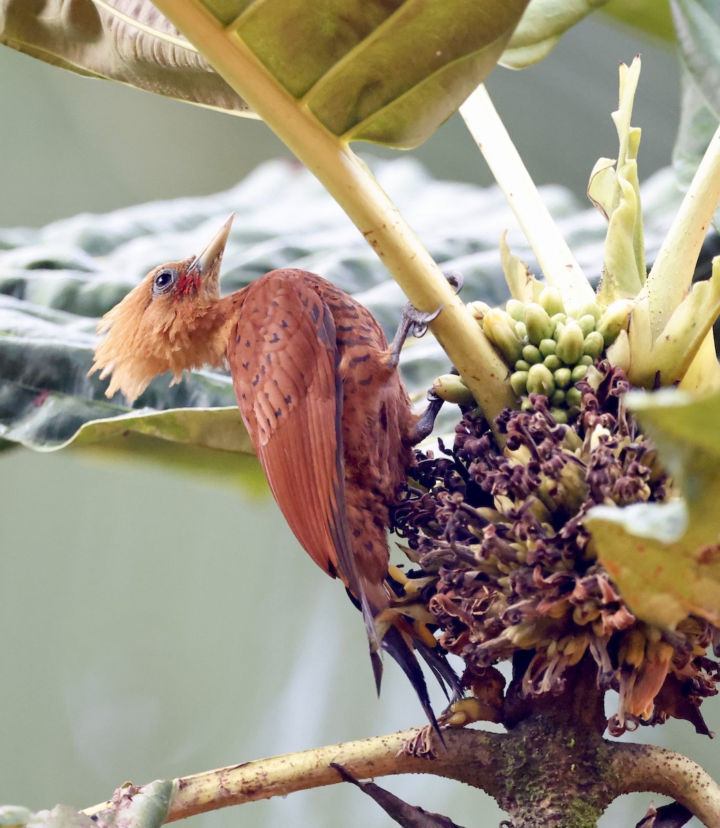 Chestnut-colored Woodpecker - ML635645640