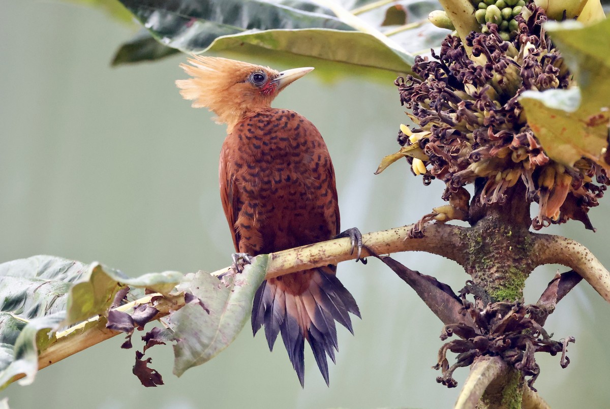 Chestnut-colored Woodpecker - ML635645641
