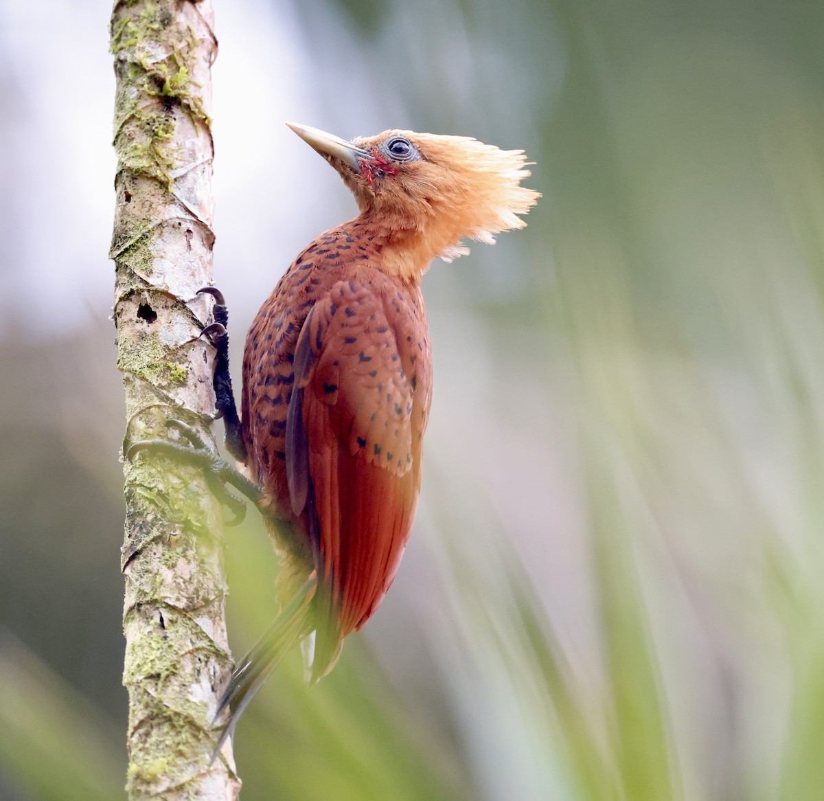 Chestnut-colored Woodpecker - ML635645642