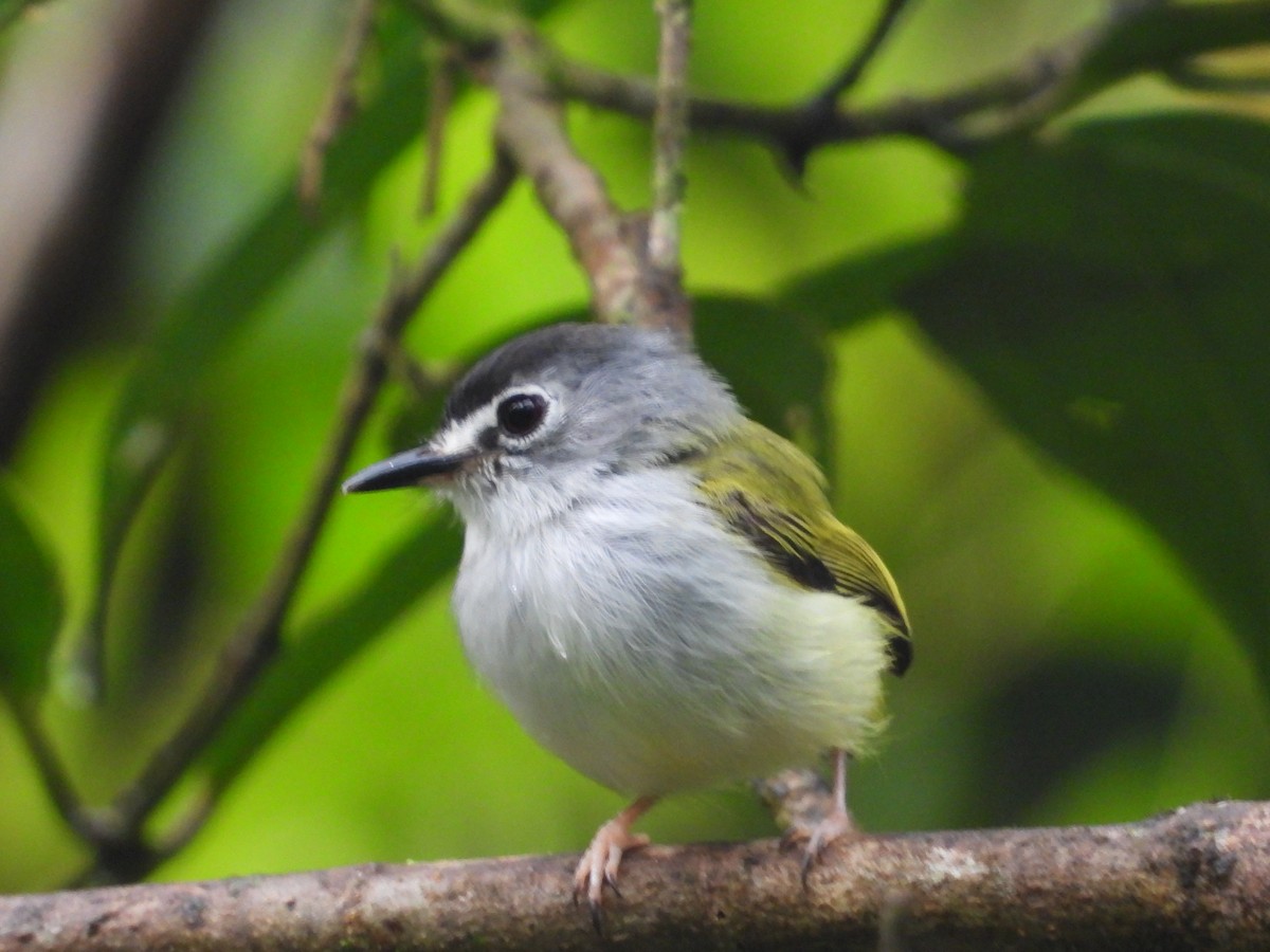 Black-capped Pygmy-Tyrant - ML635645649