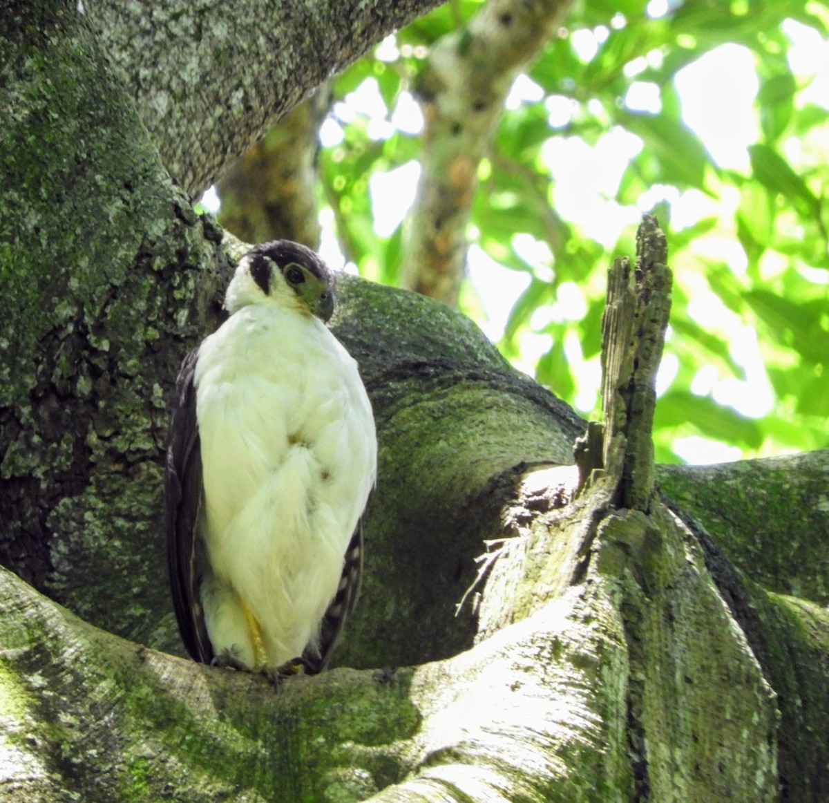 Collared Forest-Falcon - ML635645668