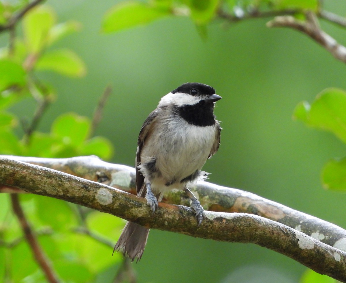 Carolina Chickadee - ML635645671