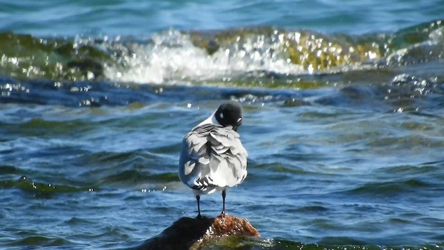 Franklin's Gull - ML635645686