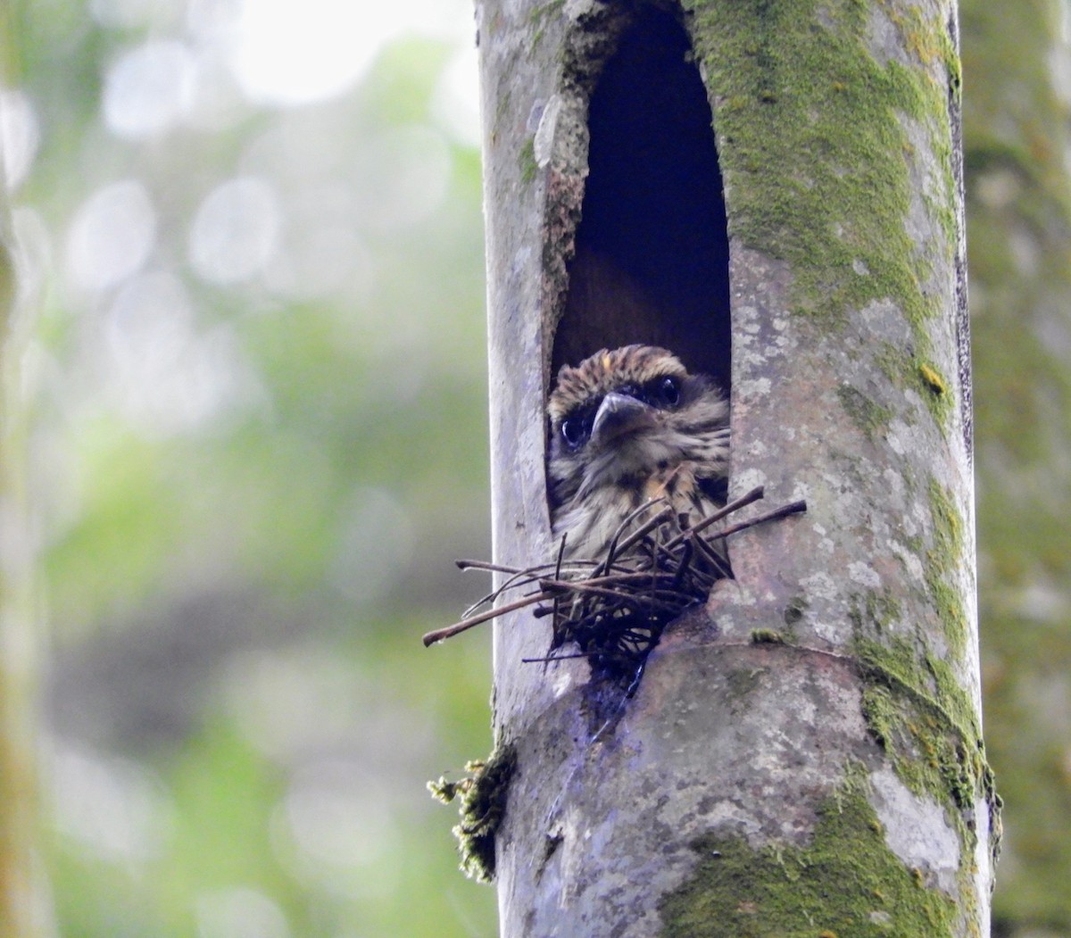 Streaked Flycatcher - ML635645703