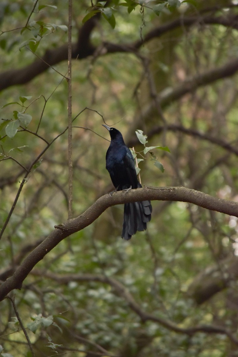 Great-tailed Grackle - ML635645750