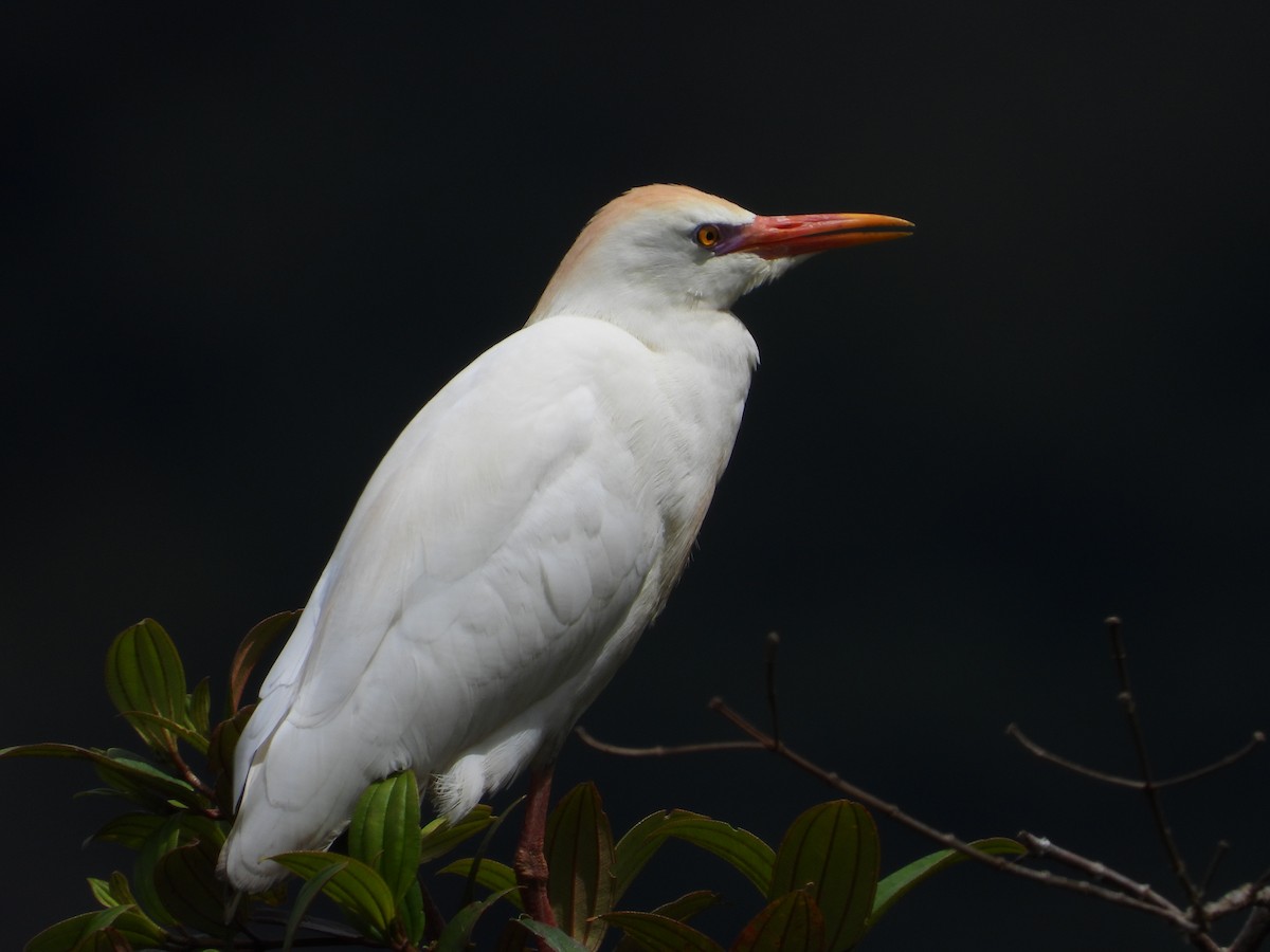 Western Cattle-Egret - ML635645778