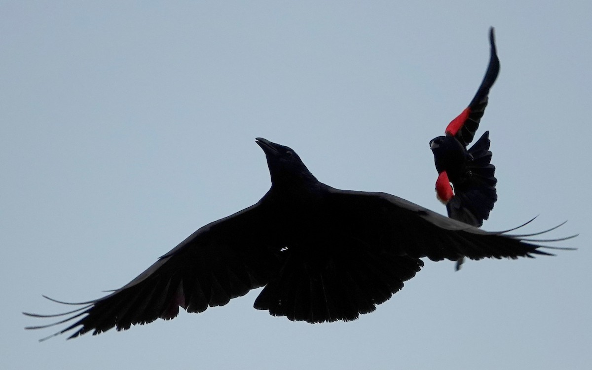 Fish Crow - ML635645792