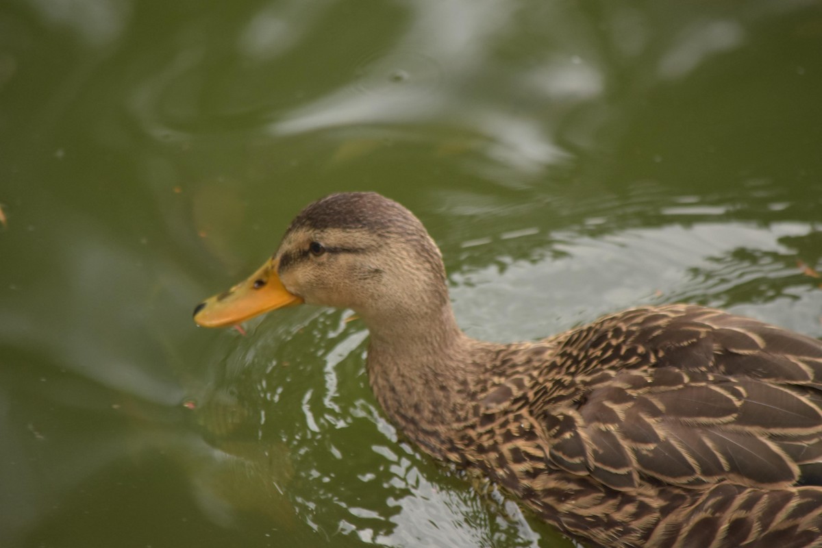 Mexican Duck - ML635645809