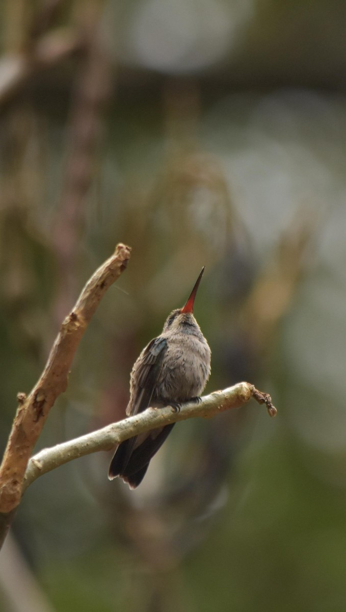 Broad-billed Hummingbird - ML635645824