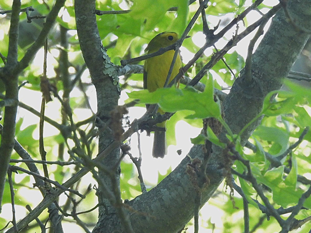 Wilson's Warbler - ML635645831