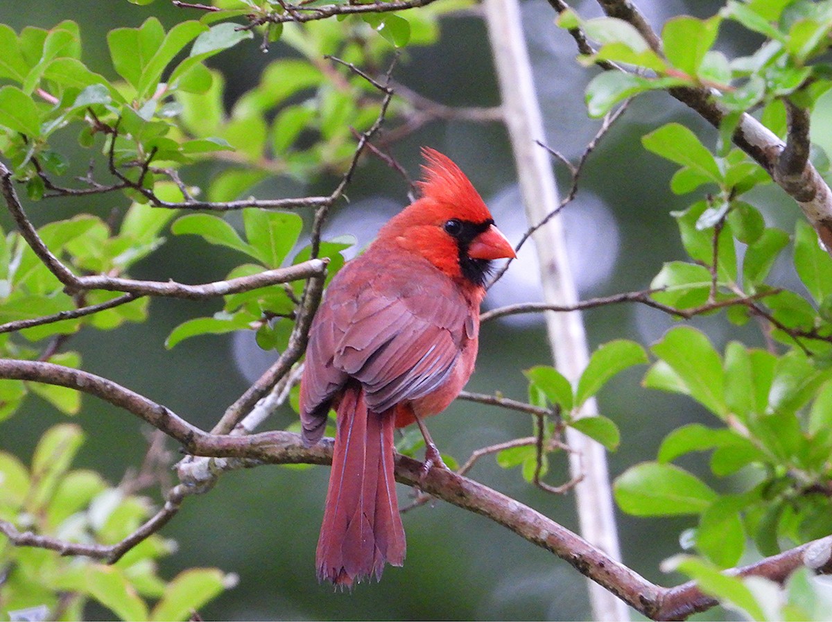 Northern Cardinal - ML635645835