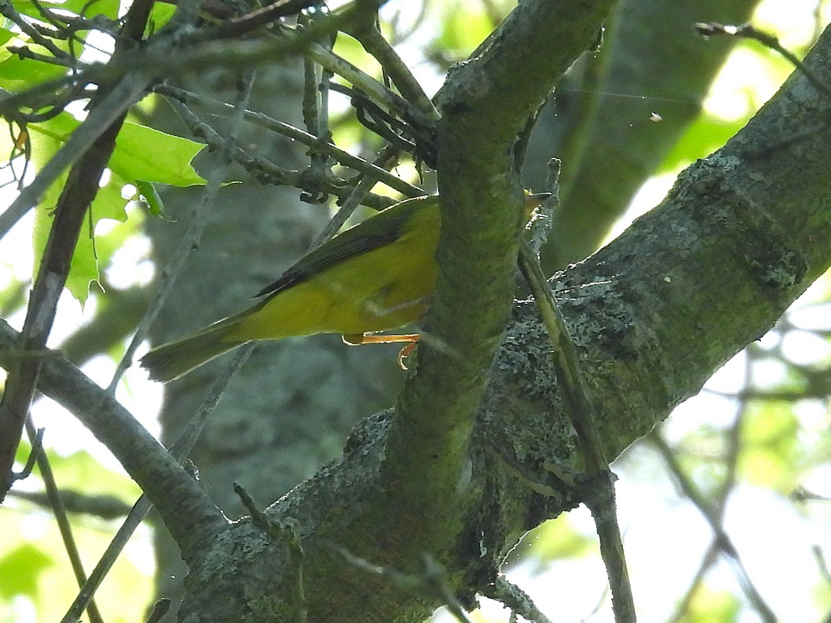 Wilson's Warbler - ML635645846