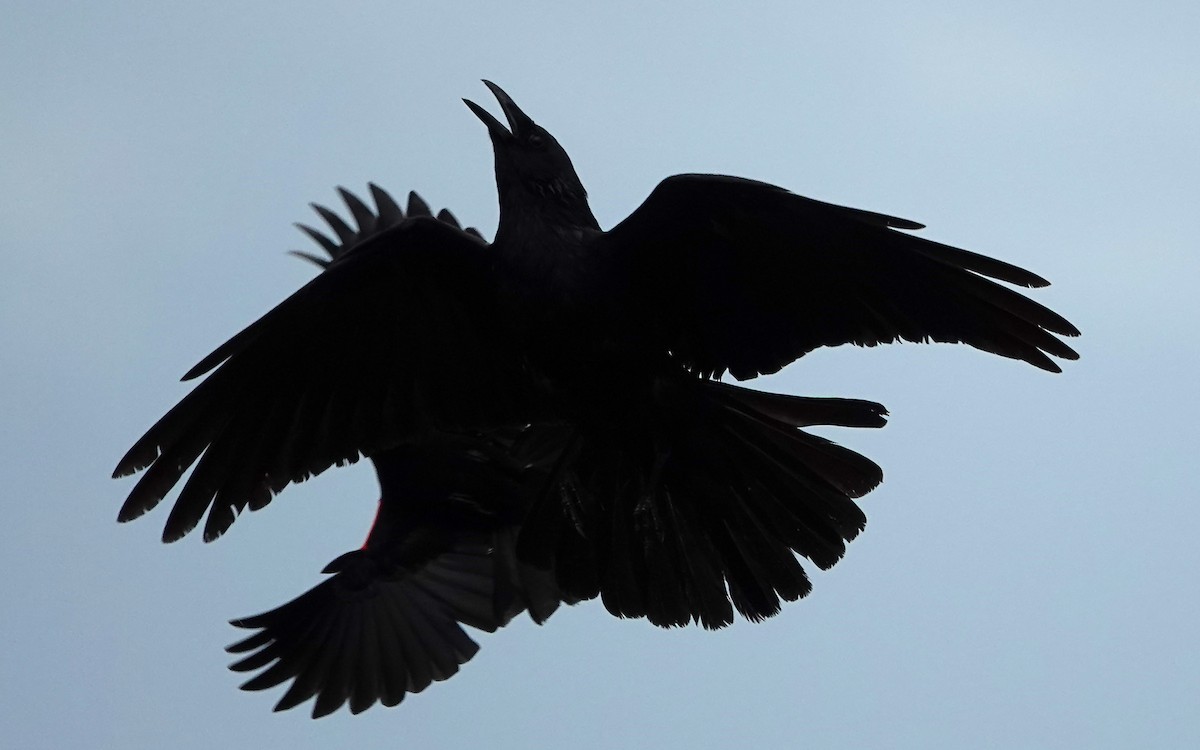 Fish Crow - ML635645852