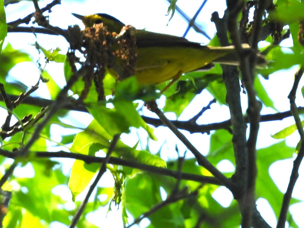 Wilson's Warbler - ML635645880